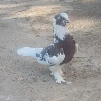 کبوتر هما کاکل پرپا