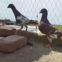 کارل میلومز