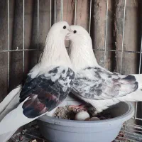 کفتر پرشی(دوکت)