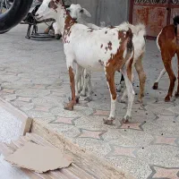 کهره نقشی بابچه نر و کهرهی گل توپی به فروش|حیوانات مزرعه|قشم, |دیوار