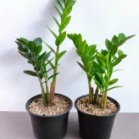 گل و گیاه آپارتمانی