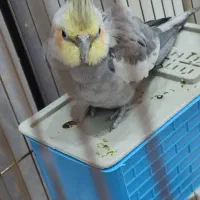 عروس هلندی با همه وسایل حتی غذاش