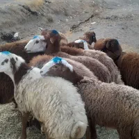 گوسفند ۱۷ عدد نر