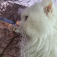 گربه پرشین اسکاتیش