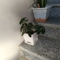 تعدادی گل وگلدان|گل و گیاه طبیعی|کرمانشاه, |دیوار