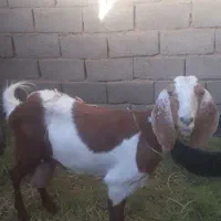 بز پاکستانی