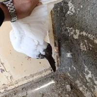 کفتر|پرنده|کرمانشاه, |دیوار