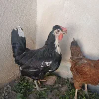 ۳عددمرغ گلین و ۱عدد گلپایگانی