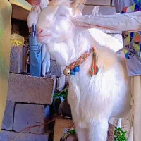 نرگلابی|حیوانات مزرعه|شوشتر, |دیوار