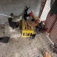 مرغ وخروس