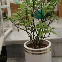 گل های برگ عبایی شفلرا پدیلانتوس و کروتون|گل و گیاه طبیعی|تهران, مینی‌سیتی (شهرک نفت)|دیوار