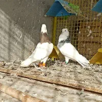 نر ماده طوقی