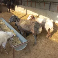 میش با بره جوان میش آبستن.گوسفند.بز