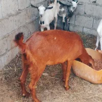 کهره جمولی اوس با بچه نر ماده بزرگ