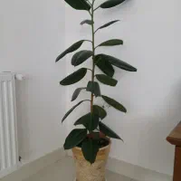 گل و گلدان زیبا