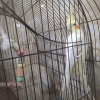 عروس هلندی جفت|پرنده|پاکدشت, پاکدشت (مامازند)|دیوار