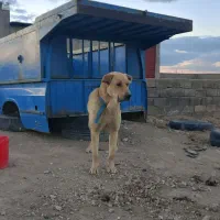 سگ پژدر