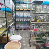 کاسکو راهب ملنگو گرینچیک عروس برزیلی مینا سهره|پرنده|همدان, |دیوار