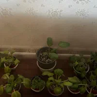 فروش تکی یا عمده گل بنفشه افریقایی