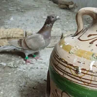 پلاکی کاکلی