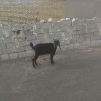 بیگ بز بره میش|حیوانات مزرعه|دزفول, |دیوار