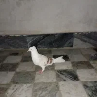 نباتی