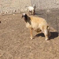 ورن سنجابی اصیل