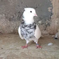 کفتر کبوتر طوقی