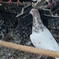 دوتا کفتر نر معامله با مرغ عشق