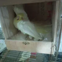 عروس هلندی جفت