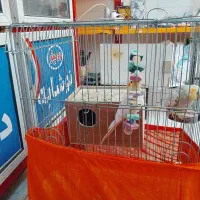 عروس هلندی