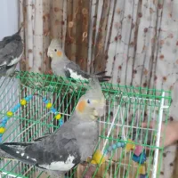 جوجه عروس هلندی|پرنده|رشت, کوی مهر|دیوار