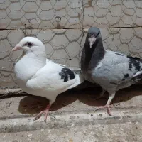 ۸ کفتر فقط ۱۵۰۰ مفت