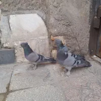 کفتر سبز کاکلی