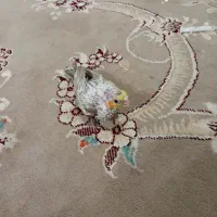 جوجه سرلاکی عروس هلندی آهویی|پرنده|مشهد, کاظم آباد پنجشنبه|دیوار