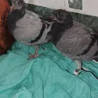 جوجه کبوتر مسافتی