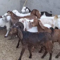 ۱۱راس بزغاله دورگ پاکستانی جنس دار دوقلوزا.