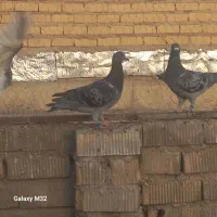 کبوتر پلاکی‌درزرقان|پرنده|شیراز, اکبر آباد|دیوار