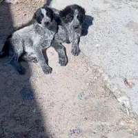 توله قدرجونی