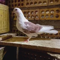 کبوتر دوکت ماده پنجه زده شکار|پرنده|خمینی‌شهر, |دیوار