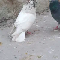 یجایی