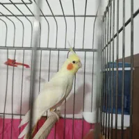 عروس هلندی نر بالغ|پرنده|شهرکرد, |دیوار