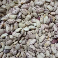 لوبیا چیتی درجه یک