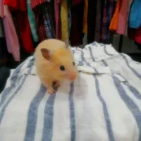 همستر|موش و خرگوش|گرگان, |دیوار