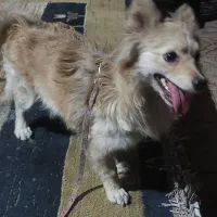 سگ پامر|سگ|مرودشت, ابوذر شمالی‎|دیوار