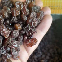 انواع کشمش ملکان و شیره خرما|خوردنی و آشامیدنی|لاهیجان, کوی آزادگان|دیوار