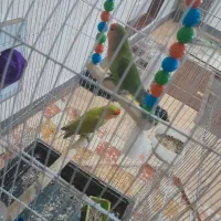 طوطی برزیلی|پرنده|شاهین دژ, |دیوار