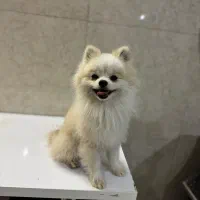 پامرانین خرسی نر