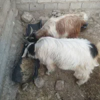 دو عدد  بیگ نر چاق