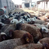 120 رس کاور تقلی و شیدار|حیوانات مزرعه|ملکآباد, |دیوار